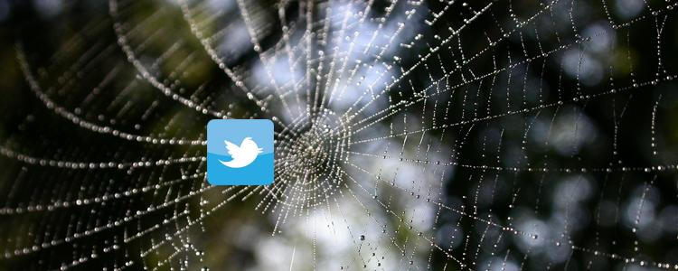 social networking in spiders web
